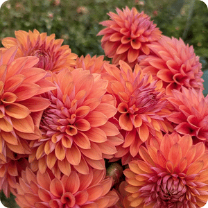 Misfit Kaleidoscope dahlia flower with bronze orange petals and smoky plum center