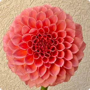 RM Lure dahlia flower for RM Lure dahlia tuber product