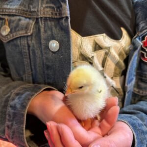 Chick Visit in Santa Cruz at Dynomite Farm