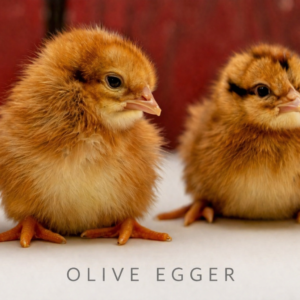 Chick Visit in Santa Cruz at Dynomite Farm