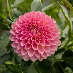 Misfit Kaleidoscope Dahlia Tuber | Beautiful Bronze Dahlia