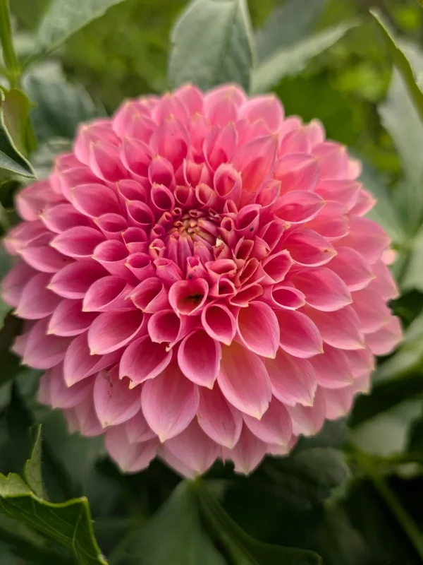 Misfit Kaleidoscope Dahlia Tuber