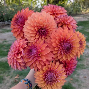 RM Lure Dahlia Tuber | Beautiful Garden Dahlia