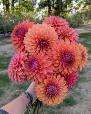RM Lure Dahlia Tuber | Beautiful Garden Dahlia