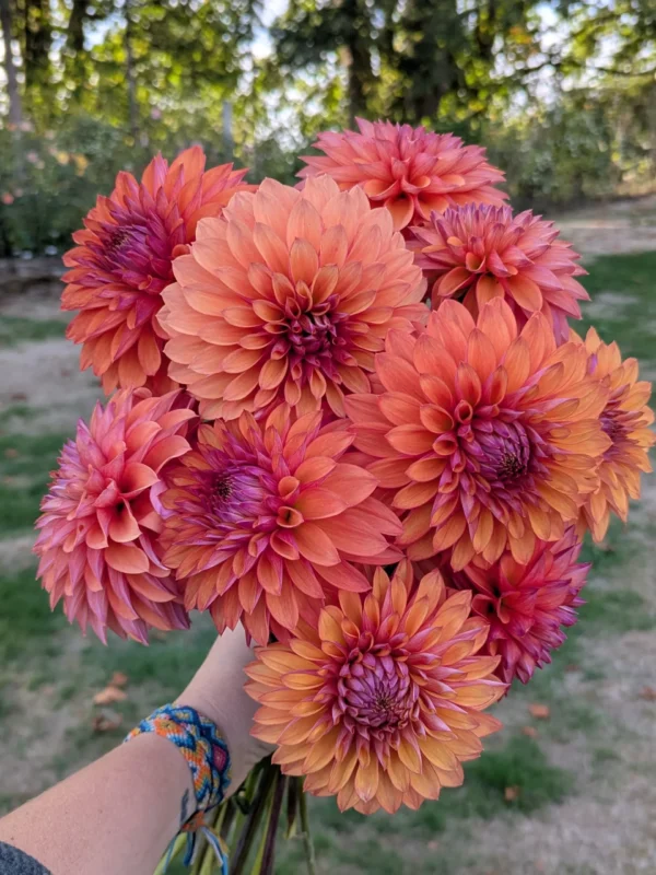RM Lure Dahlia Tuber
