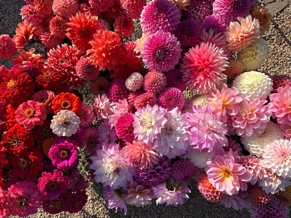 pick your own flowers Santa Cruz u-cut experience at Dynomite Farm