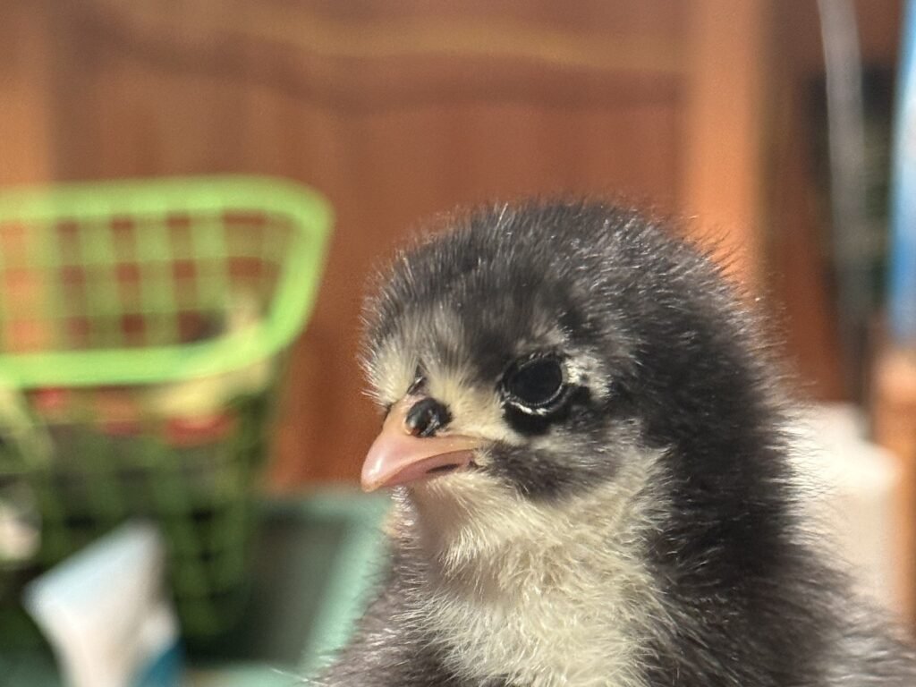 Why flower farms keep chickens, a Black Australorp chick at Dynomite Farm in Santa Cruz
