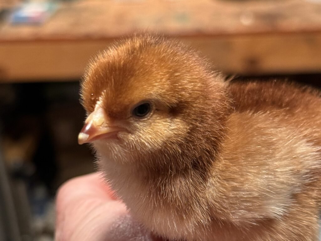 Baby chicks on a flower farm at Dynomite Farm, Santa Cruz