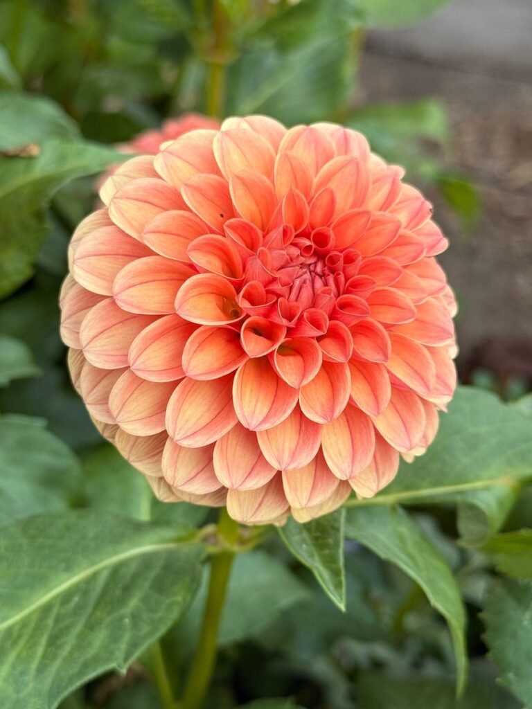 u-cut flowers Santa Cruz dahlia buds at Dynomite Farm