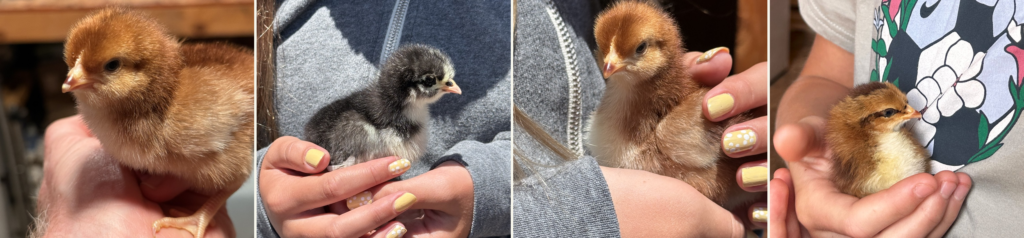 Baby chicks at Dynomite Farm — private chick visit experience in Santa Cruz.