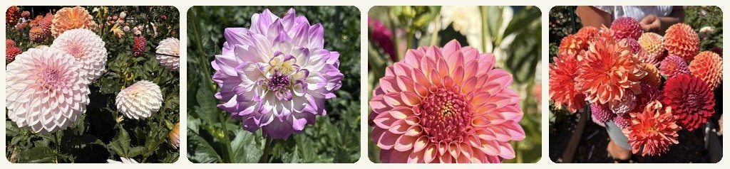 Dahlia beds at Dynomite Farm, private U-Cut flower experience in Santa Cruz