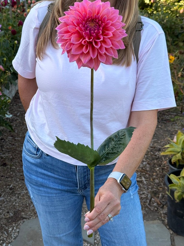 Dynomite Farm dahlia bloom