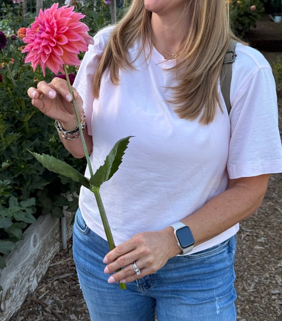 Grow dahlias — a Dynomite Farm grower holding a pink dahlia bloom in Santa Cruz.