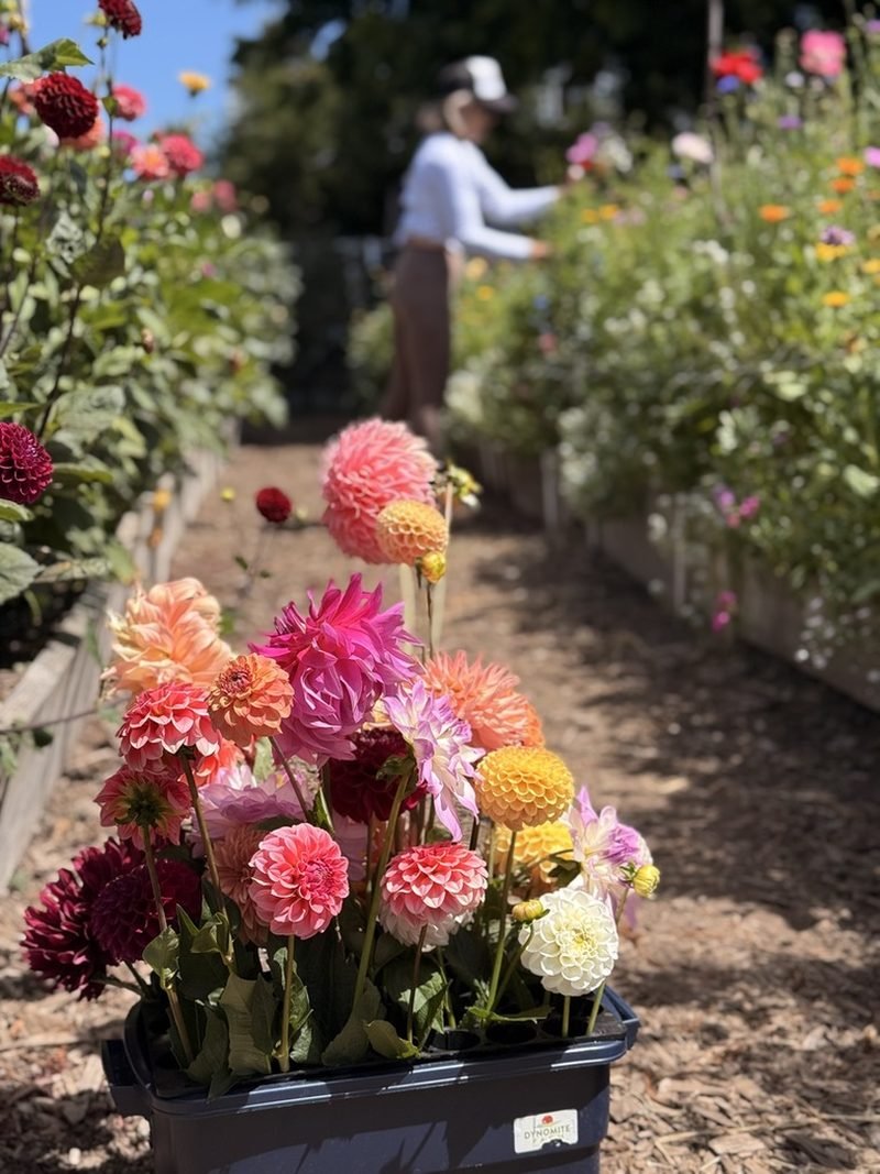 A bucket of freshly cut dahlias at Dynomite Farm, a private flower farm in Santa Cruz, with one visitor cutting alone down the row