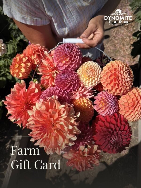 A metal bucket filled with coral and crimson dahlias, freshly cut at Dynomite Farm in Santa Cruz