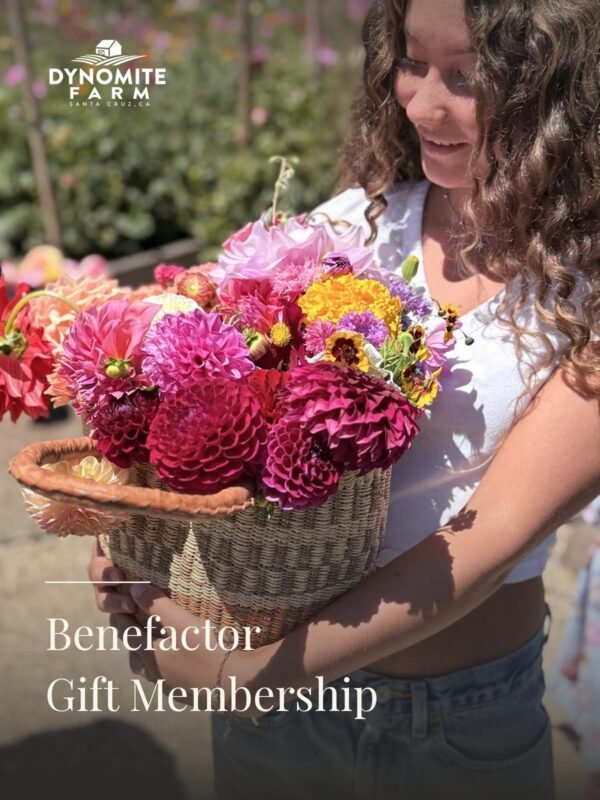 A young woman carries a woven basket of pink and magenta dahlias through the beds at Dynomite Farm