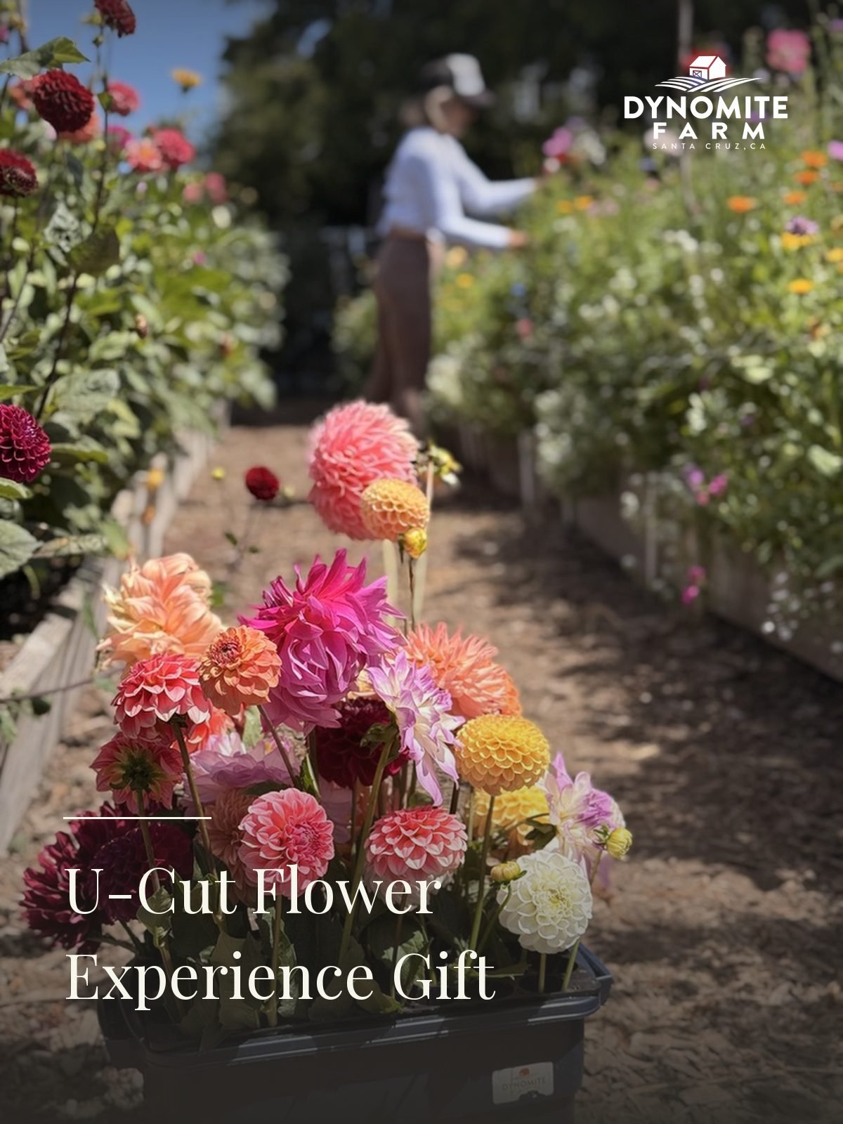 A bucket of freshly cut dahlias stands in the row while a guest cuts flowers in the raised beds at Dynomite Farm