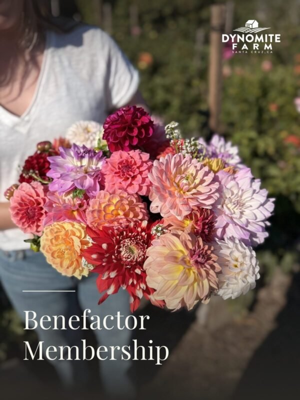 A guest holds a large armful of freshly cut dahlias in pinks, corals, and cream at Dynomite Farm in Santa Cruz