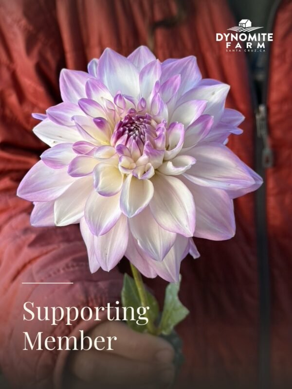 A single lavender and white dahlia held close, grown at Dynomite Farm in Santa Cruz