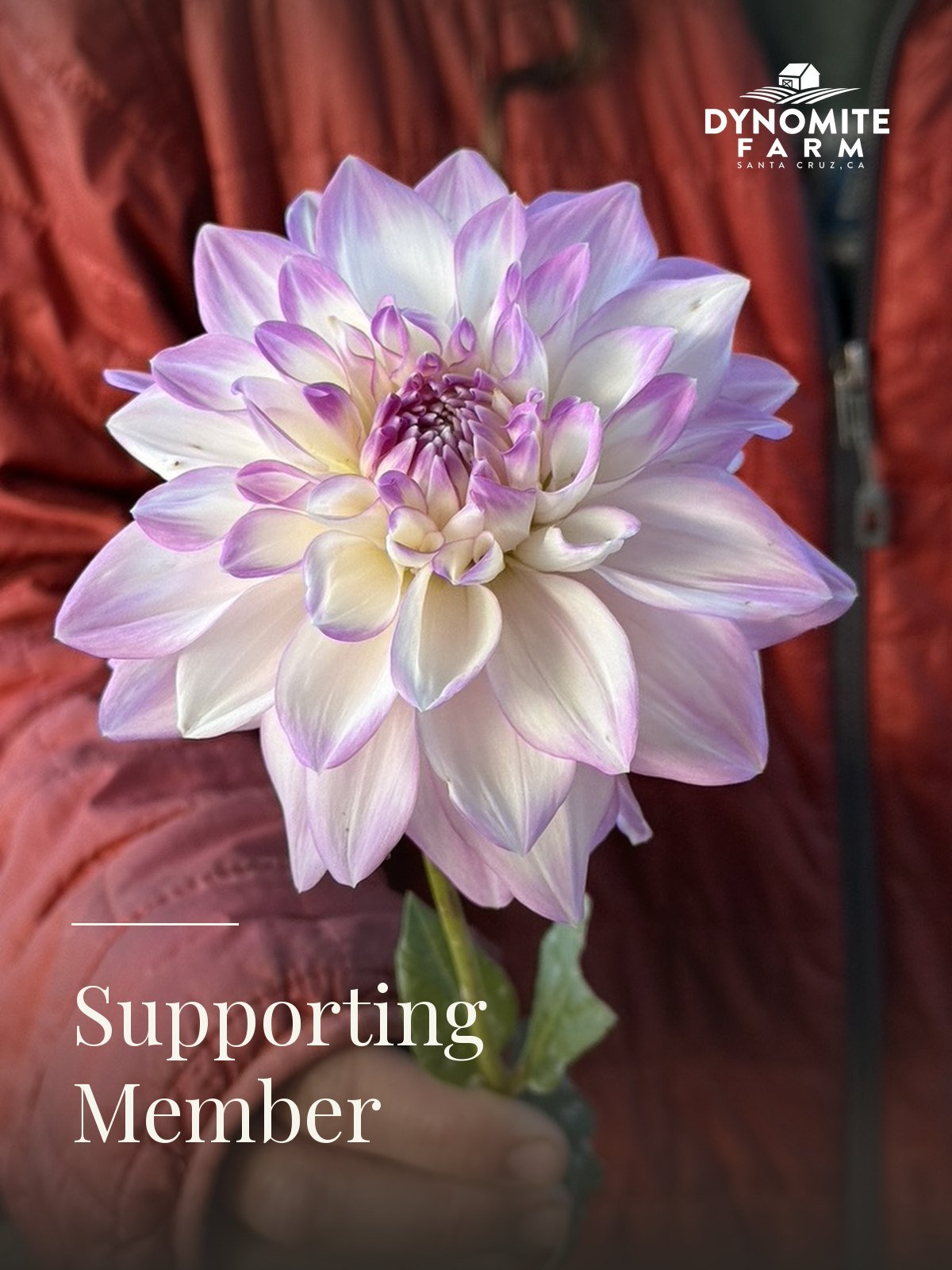 A single lavender and white dahlia held close, grown at Dynomite Farm in Santa Cruz