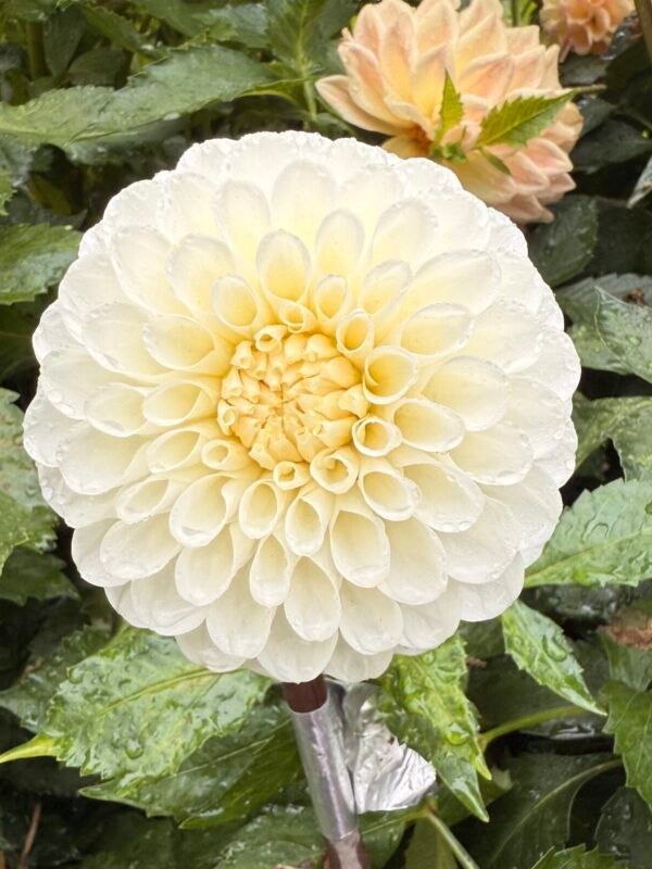 20th Ave & Baker Rd Dahlia Tuber