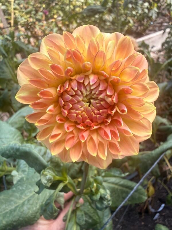 Bloomquist Alan Dahlia Tuber