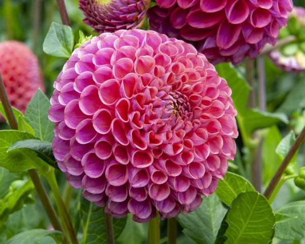 Caitlin's Joy Dahlia Tuber
