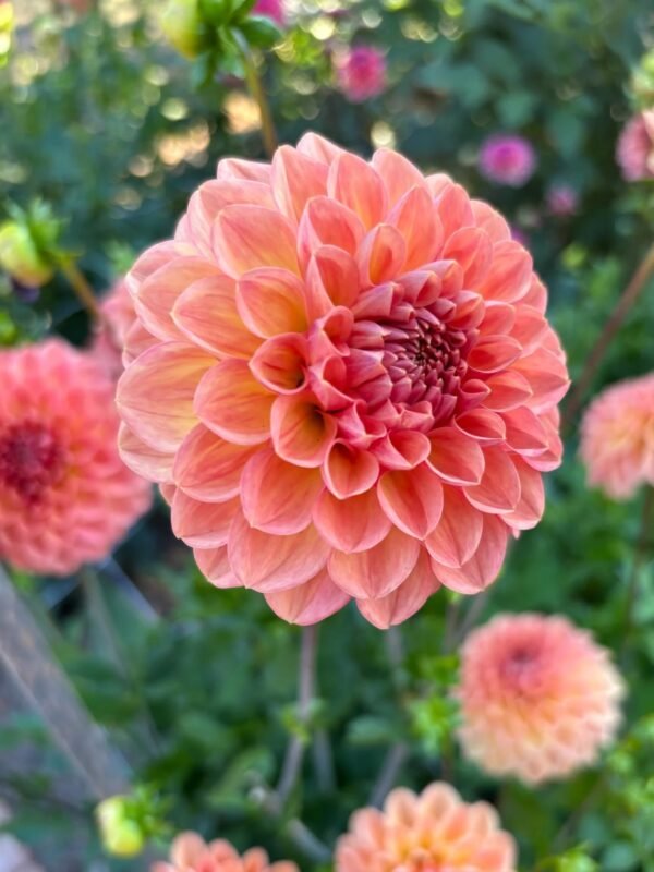 Lark's Ebbe dahlia bloom with creamy butter-yellow petals blushed peach, curving around a tight coral-pink center