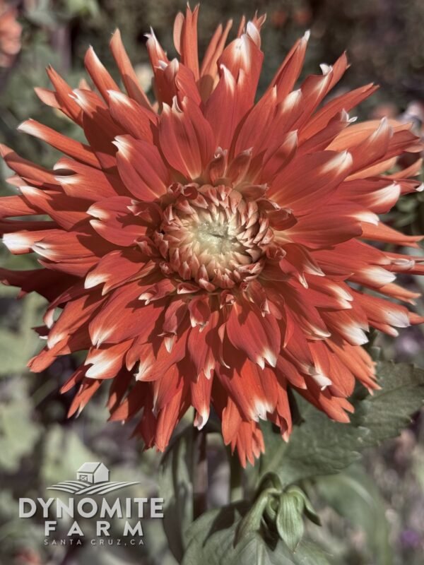 AC Rosebud dahlia bloom, grown at Dynomite Farm in Santa Cruz