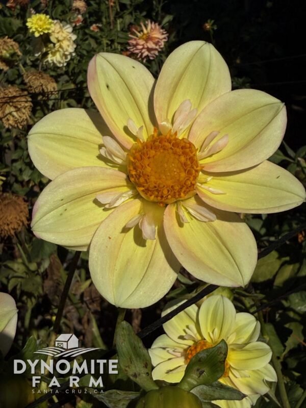 Apple Blossom dahlia bloom, grown at Dynomite Farm in Santa Cruz