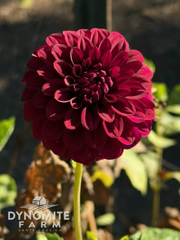 Black Satin dahlia bloom, grown at Dynomite Farm in Santa Cruz