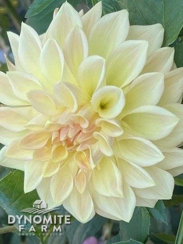 Bloomquist Alan dahlia bloom, grown at Dynomite Farm in Santa Cruz