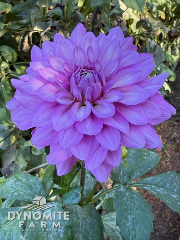 Bluetiful dahlia bloom, grown at Dynomite Farm in Santa Cruz