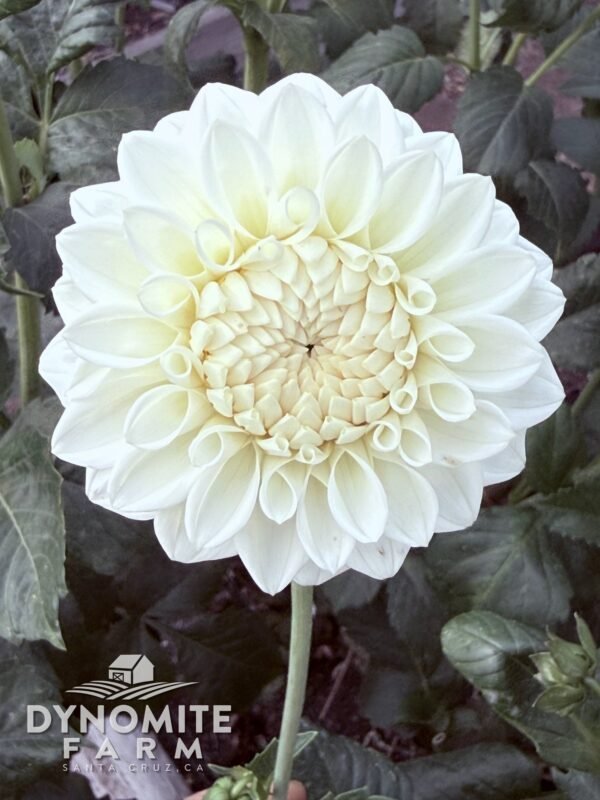 Bride To Be dahlia bloom, grown at Dynomite Farm in Santa Cruz