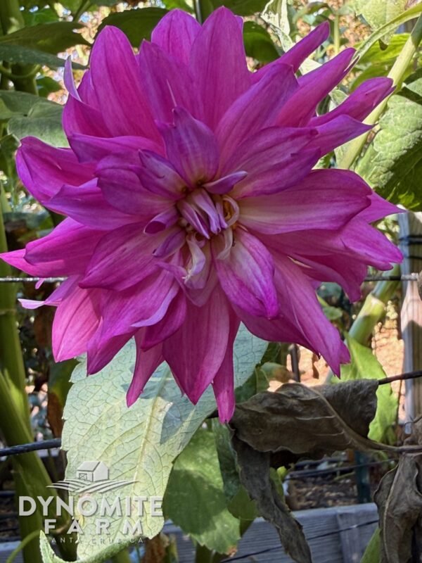 CG Coral dahlia bloom, grown at Dynomite Farm in Santa Cruz