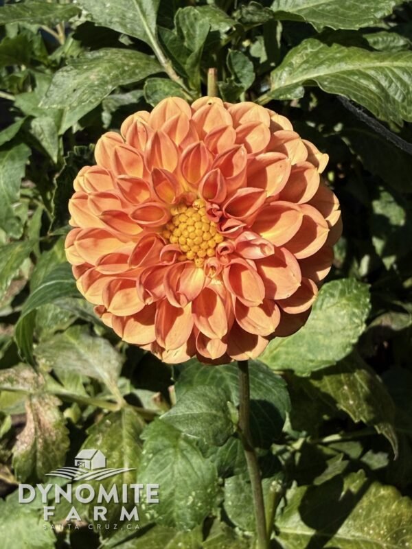 Cornel Bronze dahlia bloom, grown at Dynomite Farm in Santa Cruz
