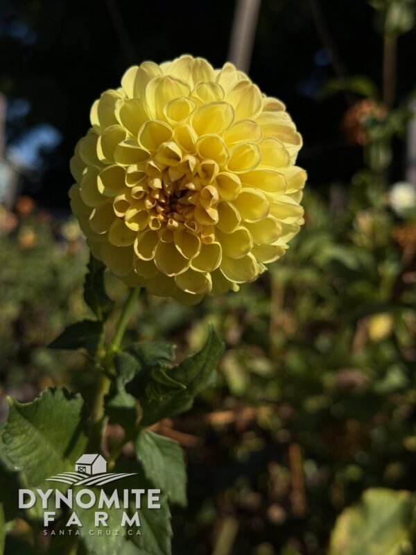 Crichton Honey dahlia bloom, grown at Dynomite Farm in Santa Cruz