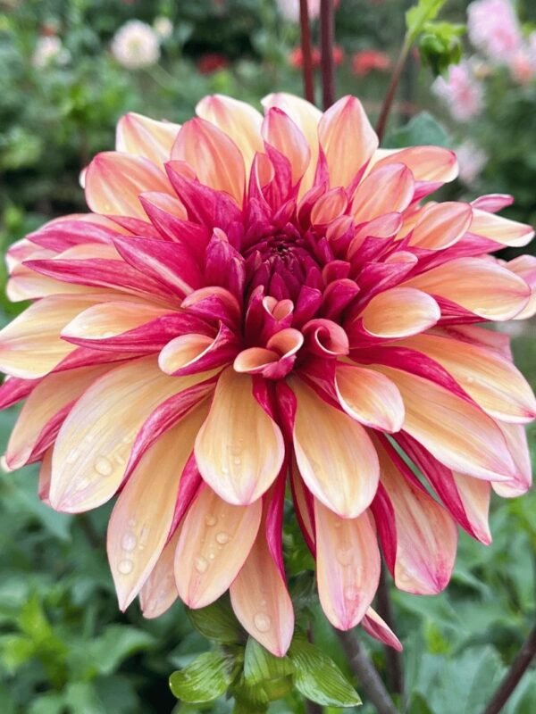 Gitts Crazy dahlia bloom with twisting, curled petals in raspberry pink fading to creamy peach tips