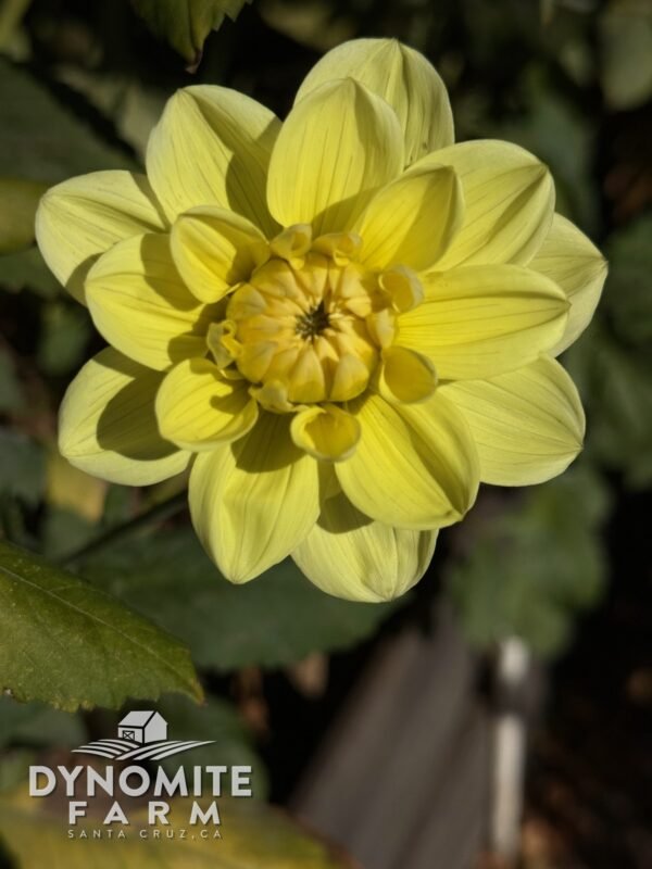 Glorie van Heemstede dahlia bloom, grown at Dynomite Farm in Santa Cruz
