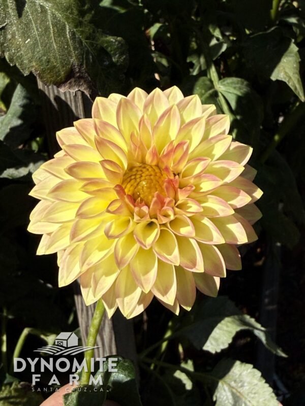 Oreti Adele dahlia bloom, grown at Dynomite Farm in Santa Cruz