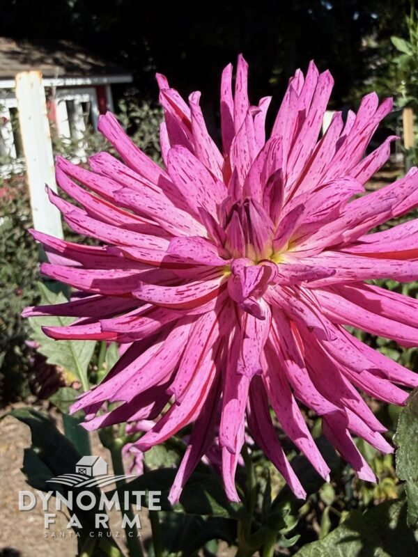 River's Splash dahlia bloom, grown at Dynomite Farm in Santa Cruz