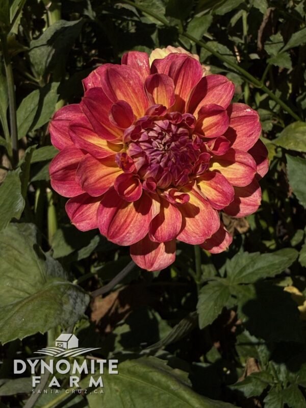 Umpqua Sunrise dahlia bloom, grown at Dynomite Farm in Santa Cruz
