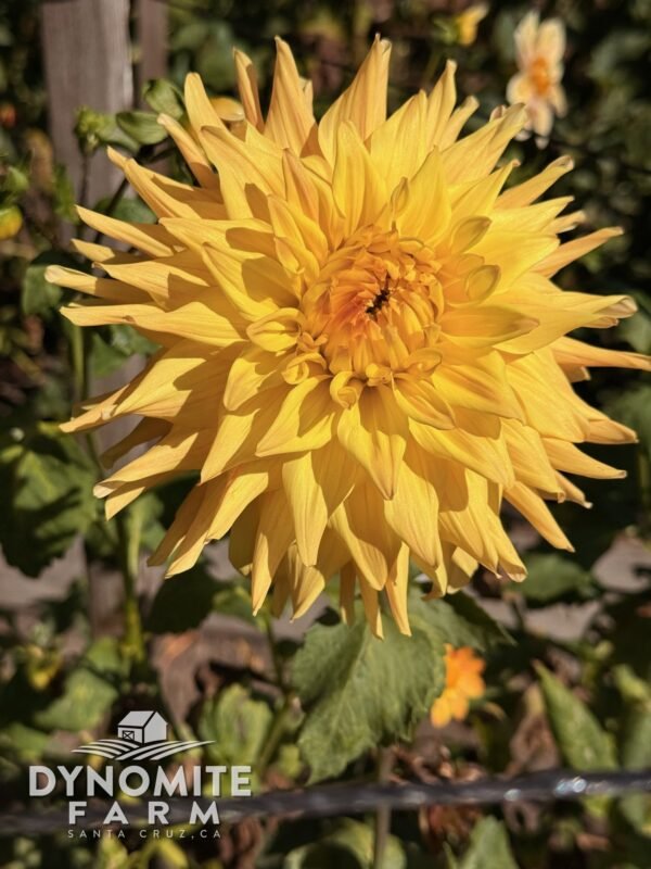 Wyn's Aspen Glow dahlia bloom, grown at Dynomite Farm in Santa Cruz