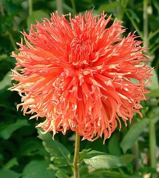 Al Almand dahlia