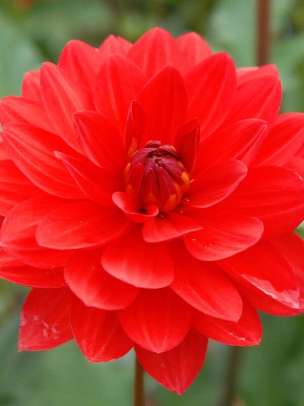 Angels of 7A dahlia