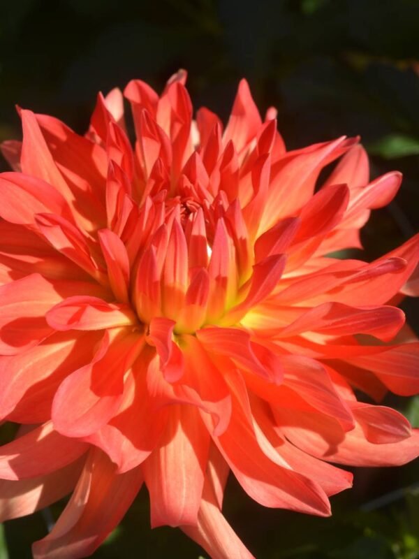 Baron Katie dahlia