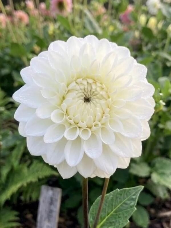 Blizzard dahlia