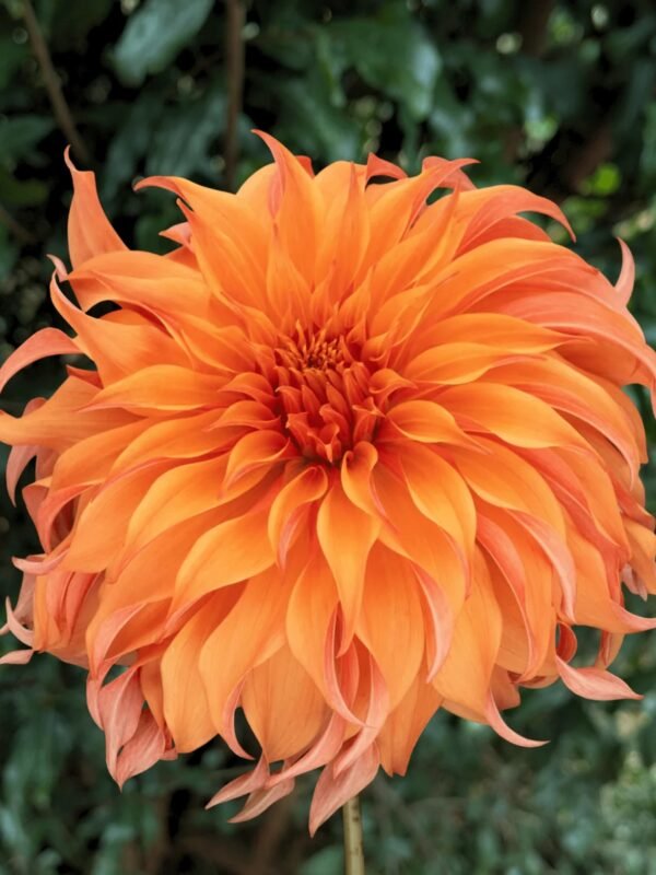 Bloomquist Jean dahlia