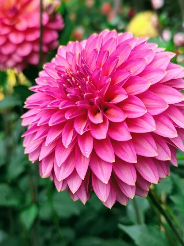 Bloomquist Mojo dahlia