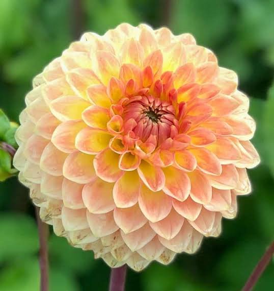 Blyton Softer Gleam dahlia